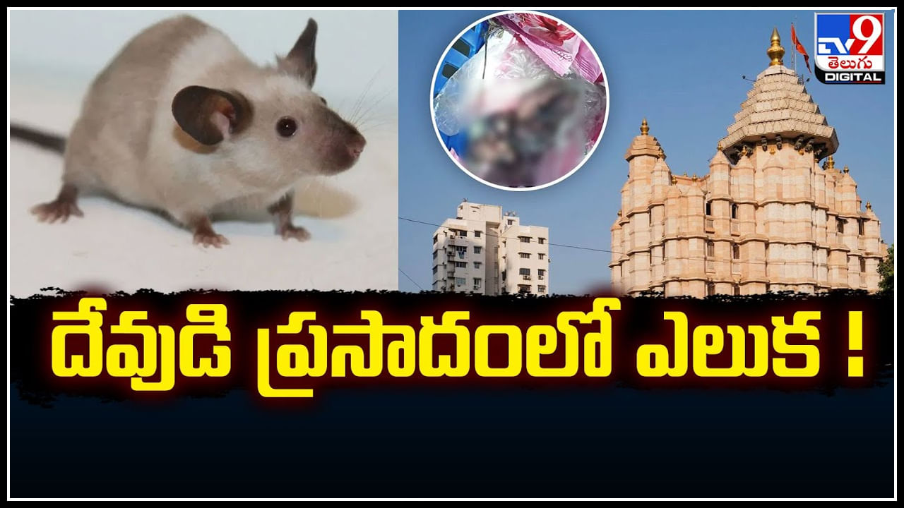 Rat: దేవుడి ప్రసాదంలో ఎలుక.! సిద్ధి వినాయకుని ప్రసాదంలో.. వీడియో వైరల్.