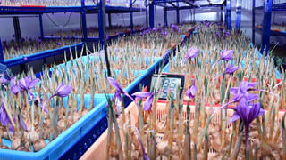 Veena-Vani: 22వ వసంతంలోకి అడుగుపెట్టిన వీణ-వాణి.. ఇప్పడు ఏం చదువుతున్నారంటే..