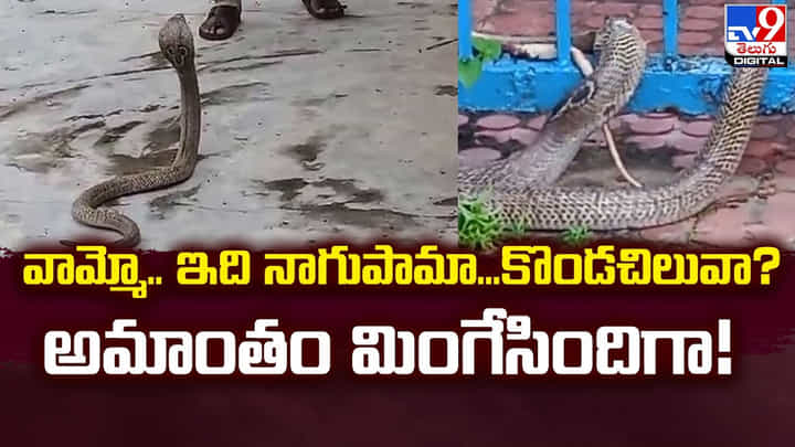 వామ్మో.. ఇది నాగుపామా.. కొండచిలువా ?? అమాంతం మింగేసిందిగా !! వామ్మో.. ఇది నాగుపామా.. కొండచిలువా ?? అమాంతం మింగేసిందిగా !!