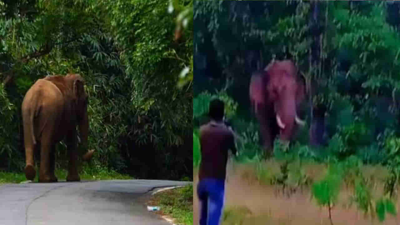 Selfie with Elephant: అడవి ఏనుగుతో సెల్ఫీ దిగేందుకు యత్నం.. ఆగ్రహించిన గజరాజు కసపిస తొక్కి చంపేసింది!