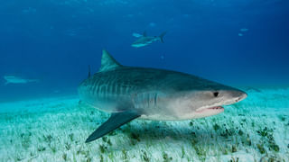 Hurricane Milton: వణుకుతున్న అమెరికా.. హరికెన్ మిల్టన్‌తో పొంచివున్న ముప్పు..!