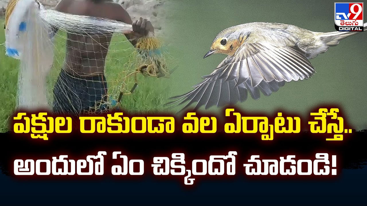 పక్షుల రాకుండా వల ఏర్పాటు చేస్తే.. అందులో ఏం చిక్కిందో చూడండి !!