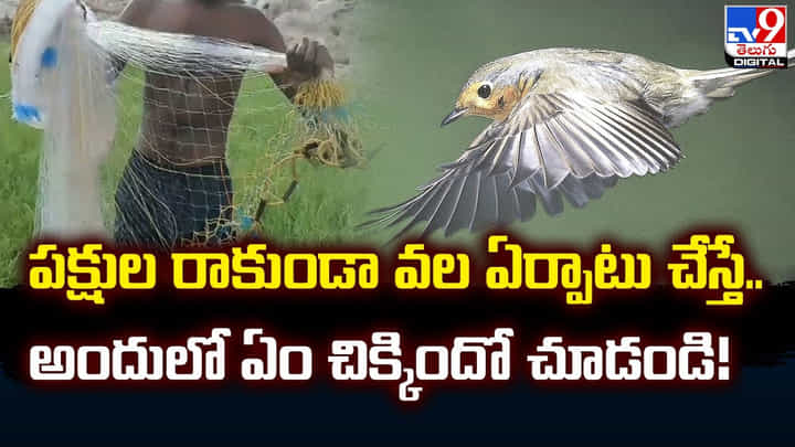 పక్షుల రాకుండా వల ఏర్పాటు చేస్తే.. అందులో ఏం చిక్కిందో చూడండి !! పక్షుల రాకుండా వల ఏర్పాటు చేస్తే.. అందులో ఏం చిక్కిందో చూడండి !!