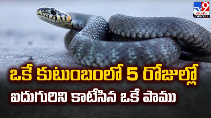 ఒకే కుటుంబంలో 5 రోజుల్లో ఐదుగురిని కాటేసిన ఒకే పాము !! ఒకే కుటుంబంలో 5 రోజుల్లో ఐదుగురిని కాటేసిన ఒకే పాము !!
