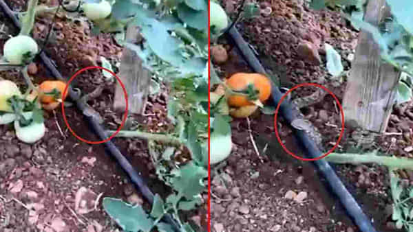 Watch: బాబోయ్ ఇదేం పామురా సామీ.. టమాటాలను ఎంత కసితీరా కాటేస్తుందో చూడండి..