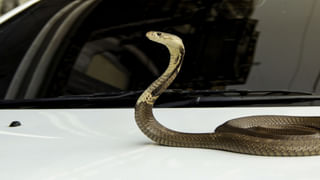 Watch: దుర్గామాత ఉత్సవాలు.. చదువుతూ గర్భా ఆడిన యువకుడు అదుర్స్‌..