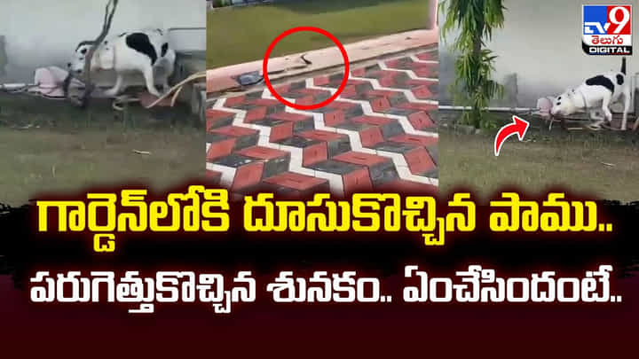 గార్డెన్లోకి దూసుకొచ్చిన పాము.. పరుగెత్తుకొచ్చిన శునకం.. ఏం చేసిందంటే ?? గార్డెన్లోకి దూసుకొచ్చిన పాము.. పరుగెత్తుకొచ్చిన శునకం.. ఏం చేసిందంటే ??