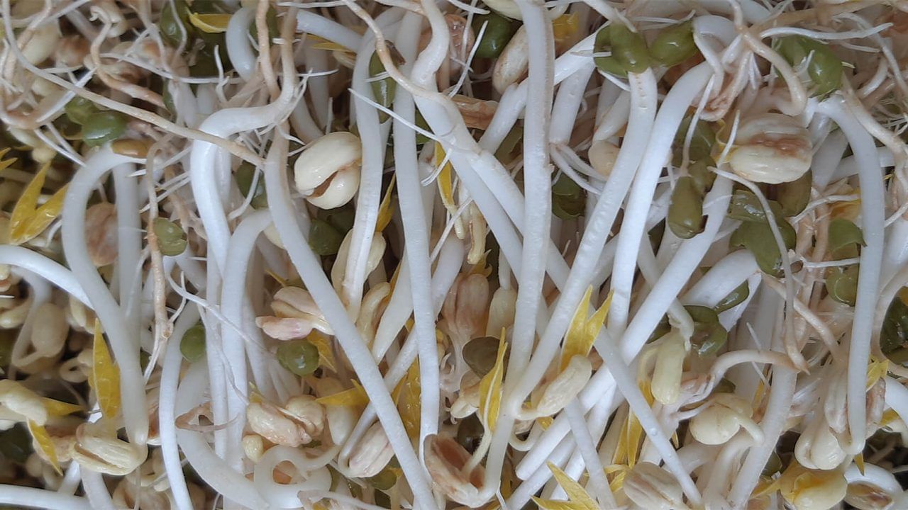 Sprouted Fenugreek 