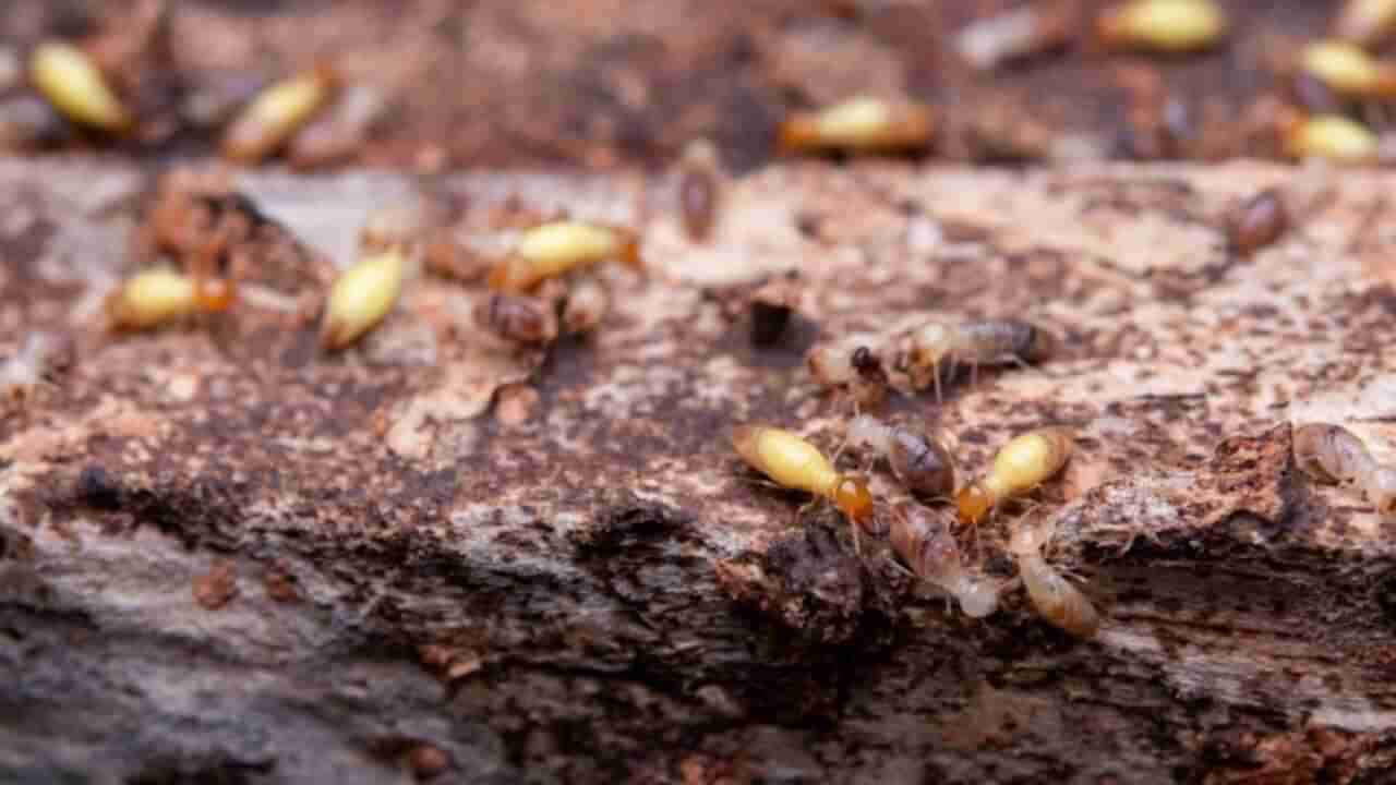 Get Rid of Termites: లవంగాలను ఇలా వాడారంటే ఇంట్లో చెద కనిపించదు..