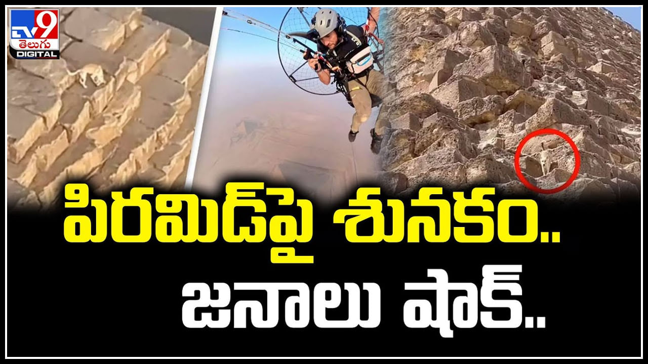 Watch: ప్రపంచంలో అతిపెద్ద పిరమిడ్‌పై శునకం.. జనాలు షాక్‌.! వీడియో ...