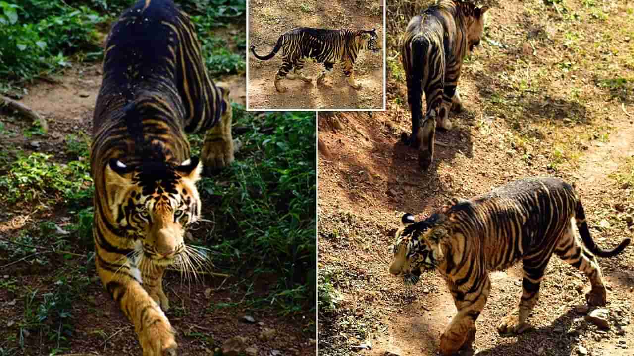 Telangana: నాడు ముంపు.. నేడు పెద్ద పులులు.. మరోసారి కనుమరుగు కానున్న గ్రామం.. !