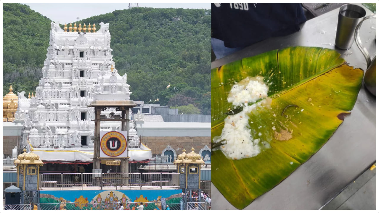 Tirumala: తిరుమల అన్న ప్రసాదంలో జెర్రీ దుమారం.. దుష్ప్రచారమంటున్న టీటీడీ