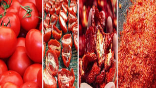 Tulsi Plant: తులసి మొక్క ఎండిపోకుండా.. ఏపుగా పెరగాలంటే ఈ టిప్స్ బెస్ట్!