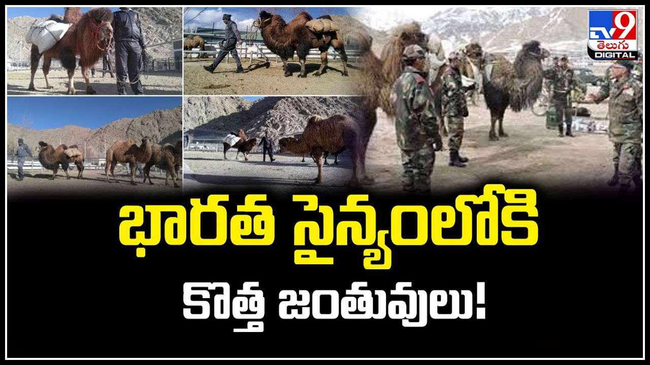 Indian Army: భారత సైన్యంలోకి కొత్త జంతువులు.! జడల బర్రెలపై ట్రయల్స్..