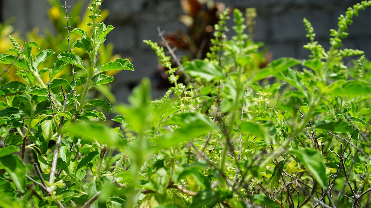 Tulsi Plant: తులసి మొక్క ఎండిపోకుండా.. ఏపుగా పెరగాలంటే ఈ టిప్స్ బెస్ట్!