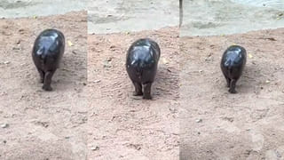 Watch: ఓరీ దేవుడో.. మీ వంటకాలతో జనాల్ని చంపేస్తారా ఏంట్రా బాబు..! ఫ్రూట్స్‌తో మోమోస్‌ తయారీ..