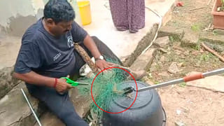 AP News: అమ్మబాబోయ్.! ఈ విషపు ఈగలు కాలనాగు కంటే యమ డేంజర్.. కుడితే ప్రాణాలు గాల్లోకే..