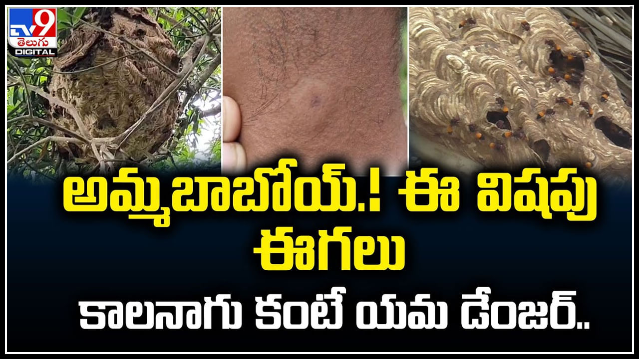 Poisonous Wasp: అమ్మబాబోయ్.! ఈ విషపు ఈగలు కాలనాగు కంటే యమ డేంజర్..