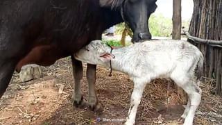 తనకు అతీత శక్తులున్నాయంటూ.. హాస్టల్‌ బిల్డింగ్‌ పై నుంచి దూకేసిన బీటెక్‌ విద్యార్థి..షాకింగ్‌ వీడియో వైరల్