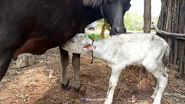 Viral Video: నల్ల గేదె కడుపులో తెల్లటి దూడ పుట్టదా..? ఇదేదో పాట కాదండోయ్..! ఈ వింతను చూస్తే అవాక్కే..