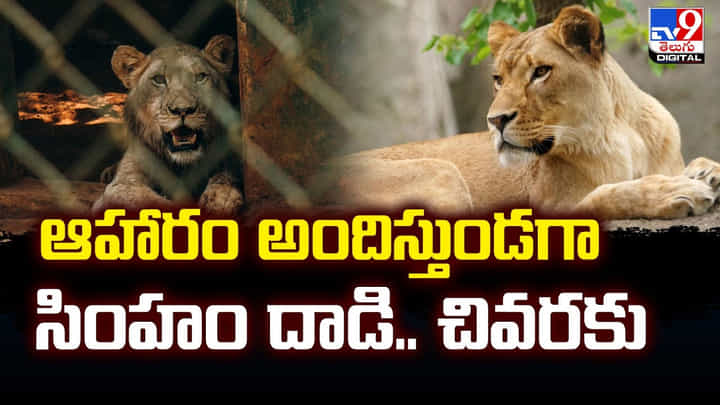 ఆహారం అందిస్తుండగా సింహం దాడి.. చివరకు ?? ఆహారం అందిస్తుండగా సింహం దాడి.. చివరకు ??