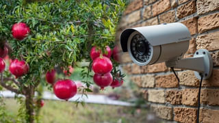 AP News: రౌడీ కోతులు – కేడీ కుక్కలు… వణికిపోతున్న ఆ ఊరు