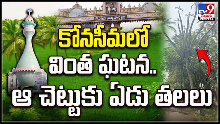 Viral: కోనసీమలో వింత ఘటన.. ఆ చెట్టుకు తొమ్మిది తలలు.! వీడియో.. Viral: కోనసీమలో వింత ఘటన.. ఆ చెట్టుకు తొమ్మిది తలలు.! వీడియో..