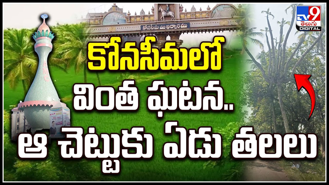 Viral: కోనసీమలో వింత ఘటన.. ఆ చెట్టుకు తొమ్మిది తలలు.! వీడియో..