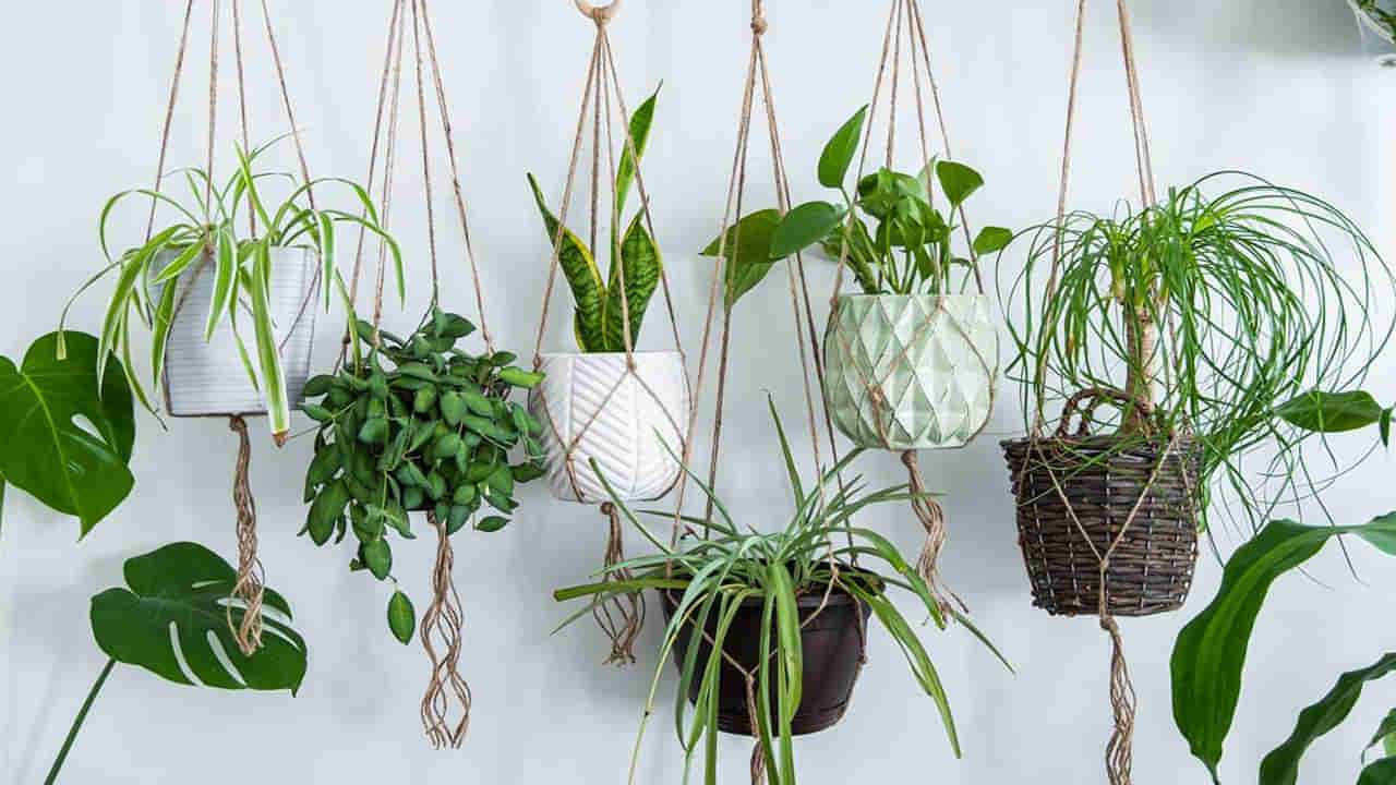 Air Purifying Plants: గాలిని శుభ్రపరిచే బెస్ట్ ఇండోర్ ప్లాంట్స్ ఇవే.. నాసా పరిశోధనలో వెల్లడి..