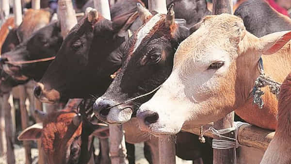 Agriculture: మీ పశువులకు ఏ సీజన్లో ఏ మేత వేస్తున్నారు.? నిపుణులు ఏమంటున్నరంటే..