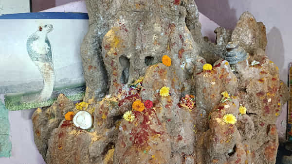 AP News: వామ్మో.! ఇంట్లోనే ఎంత పెద్ద పుట్టో.. పాము కూడా వచ్చిపోతుందట..