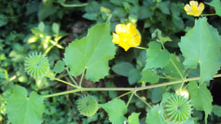 ప్రతి రోజూ కాజు తింటే ఏమవుతుంది..! వీటిని తెలుసుకోండి..