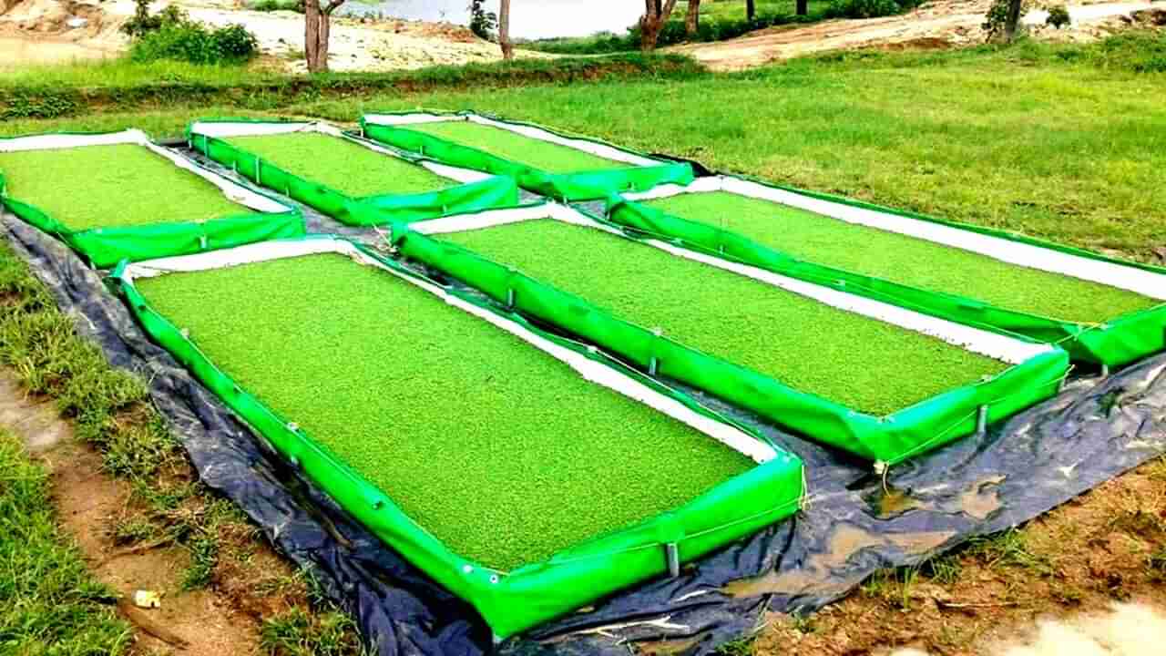 Cultivation of Azolla: ఈ మేత తింటే పశువుల నుంచి పాలధారలే.. పాడి రైతులకు మంచి ఆదాయం