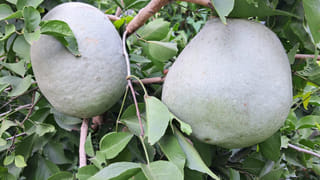 Vizag: కుప్పలు తెప్పలుగా పాములు.. ఎక్కడ ఎందుకో తెల్సా