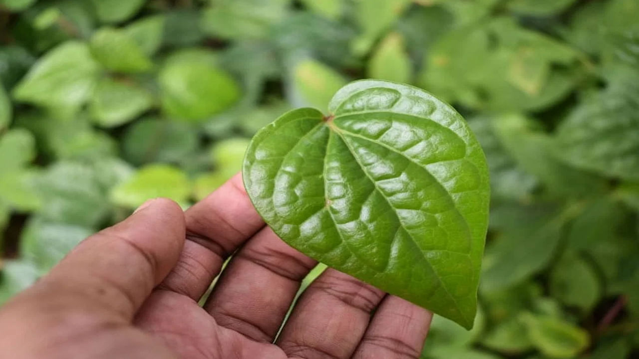 తమలపాకులలో పొటాషియం, నికోటినిక్ యాసిడ్, విటమిన్లు A, B1, B2, C.. ఇతర ముఖ్యమైన విటమిన్లు, ఖనిజాలు ఉంటాయి. అనేక యాంటీమైక్రోబయల్, యాంటీ బాక్టీరియల్, యాంటీ ఇన్ఫ్లమేటరీ లక్షణాలను కలిగి ఉంది. బ్యాక్టీరియా పెరుగుదలను నిరోధించడం ద్వారా జుట్టు ఆరోగ్యాన్ని మెరుగుపరచడంలో సహాయపడుతుంది. 