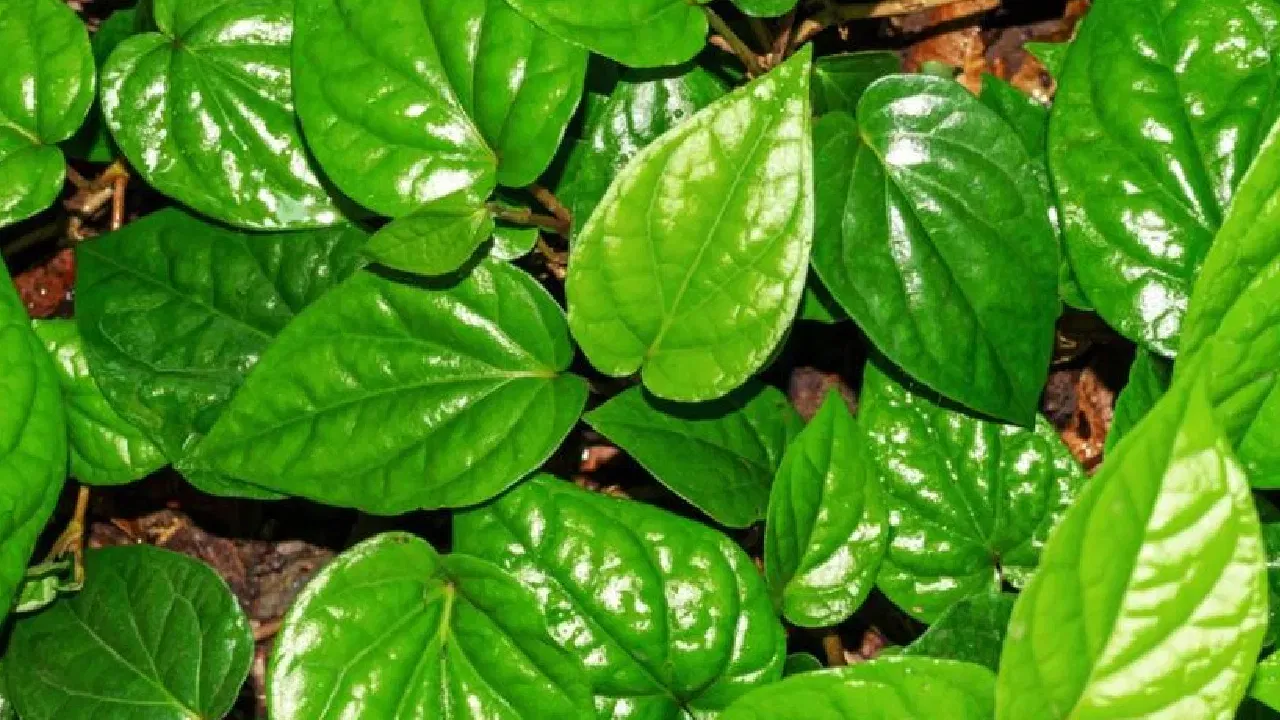 తమల పాకును నమలడం వలన నోటి ఆరోగ్యం మెరుగు పడుతుంది. నోటి దుర్వాసనతో బాధ పడేవారు కూడా తమలపాకు తింటే మంచిది. అల్సర్లు, ఇన్పెక్షన్లు వంటివి కూడా రాకుండా ఉంటాయి.
