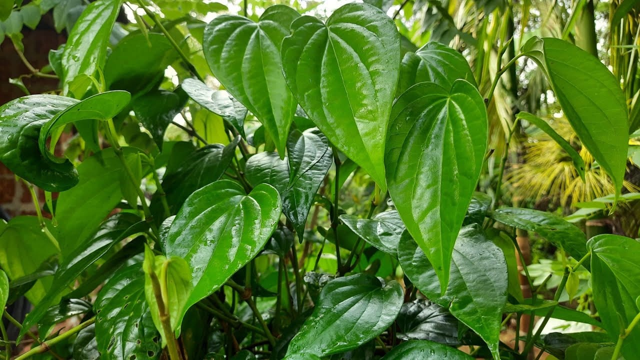 క్యాన్సర్ వంటి ప్రమాదకర వ్యాధులతో కూడా తమలపాకు పోరాడుతుంది. గ్యాస్ సమస్యలు, కడుపులో అల్సర్లను నయం చేస్తుంది. అధిక బరువును కూడా తగ్గిస్తుంది. తలనొప్పి, ఆకలి కూడా కంట్రోల్ అవుతుంది. తమలపాకును ఎలా తీసుకున్నా ఎన్నో సమస్యలకు చెక్ పెట్టొచ్చు.

(NOTE: ఇంటర్నెట్‌లో సేకరించిన సమాచారం ఆధారంగా ఈ వివరాలు మీకు అందించటం జరిగింది. ఇందులోని అంశాలు కేవలం అవగాహన కోసం మాత్రమే. )