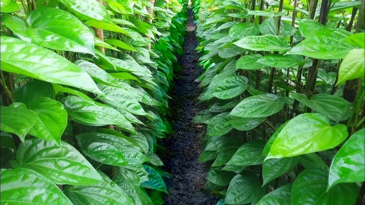 తమల పాకు గురించి పెద్దగా పరిచయాలు అవసరం లేదు. ఇంట్లో ఎలాంటి పండుగలు అయినా.. ఫంక్షన్స్‌ అయినా తమలపాకులు ఖచ్చితంగా ఉండాల్సిందే. తమలపాకులో ఉండే లాభాలు అన్నీ ఇన్నీ కావు. పూజలకు ఎక్కువగా తమల పాకులను ఉపయోగిస్తూ ఉంటారు.
