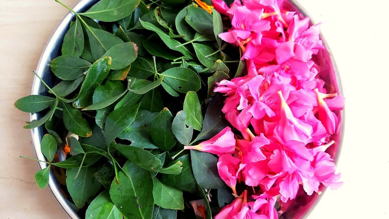 రోగ నిరోధక శక్తి ఎక్కువా ఉంటే త్వరగా అనారోగ్య సమస్యలు రాకుండా ఉంటాయి. రోగాలతో పోరాడే శక్తి లభిస్తుంది. ఎప్పుడూ యాక్టీవ్గా, ఎనర్జిటిక్గా ఉంటారు. కాబట్టి బిల్వ పత్రాలను తింటే ఇమ్యూనిటీ బల పడుతుంది.