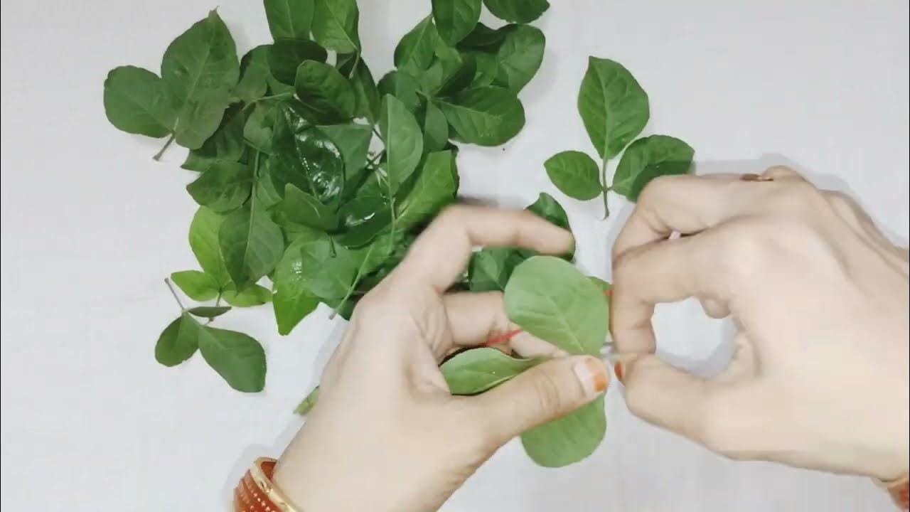 మారేడు పత్రాలు తింటే జీర్ణ క్రియ కూడా మెరుగు పడుతుంది. ఎలాంటి గ్యాస్, అజీర్తి, మలబద్ధకం, కడుపు ఉబ్బరం, నొప్పి సమస్యల ఉన్నా తగ్గుతాయి. ఈ ఆకులను శుభ్రంగా కడిగి మరిగించిన నీరు కూడా తాగవచ్చు.