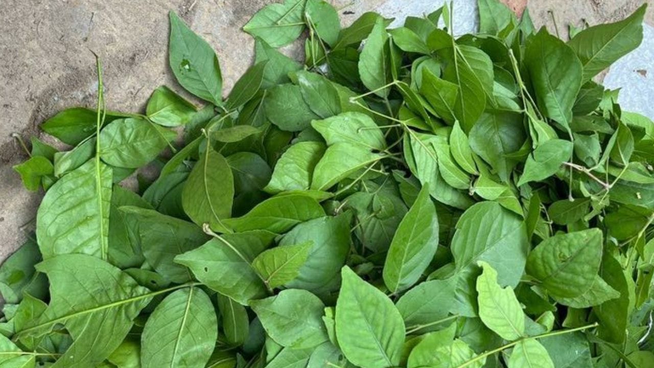 బిల్వ పత్రాలను వేసి మరిగించిన నీరు తాగడం వల్ల పేగులు కూడా క్లీన్ అవుతాయి. మూత్ర పిండాలు, గుండె ఆరోగ్యంగా పని చేస్తాయి. డయాబెటీస్ అనేది అదుపులో ఉంటుంది. బీపీ తగ్గుతుంది. కాలేయం కూడా ఆరోగ్యంగా పని చేస్తుంది.
(NOTE: ఇంటర్నెట్లో సేకరించిన సమాచారం ఆధారంగా ఈ వివరాలు మీకు అందించటం జరిగింది. ఇందులోని అంశాలు కేవలం అవగాహన కోసం మాత్రమే.)