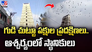 Viral News: రోడ్డుమీద బీభత్సం సృష్టించిన మేకలు.. అరెస్ట్ చేసి జైలులో పెట్టిన పోలీసులు.. ఎక్కడంటే