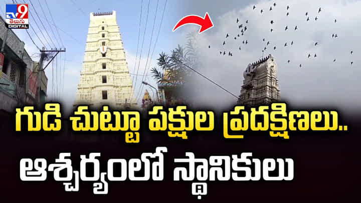 గుడి చుట్టూ పక్షుల ప్రదక్షిణలు..ఆశ్చర్యంలో స్థానికులు గుడి చుట్టూ పక్షుల ప్రదక్షిణలు..ఆశ్చర్యంలో స్థానికులు