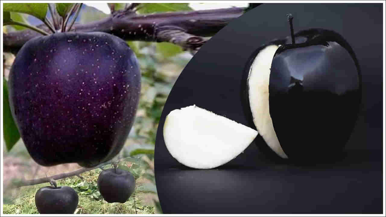 Black Diamond Apple: బ్లాక్ డైమండ్ యాపిల్ గురించి మీకు తెలుసా? ప్రపంచంలోనే అత్యంత ఖరీదైనది.. ధర ఎంతో తెలిస్తే..