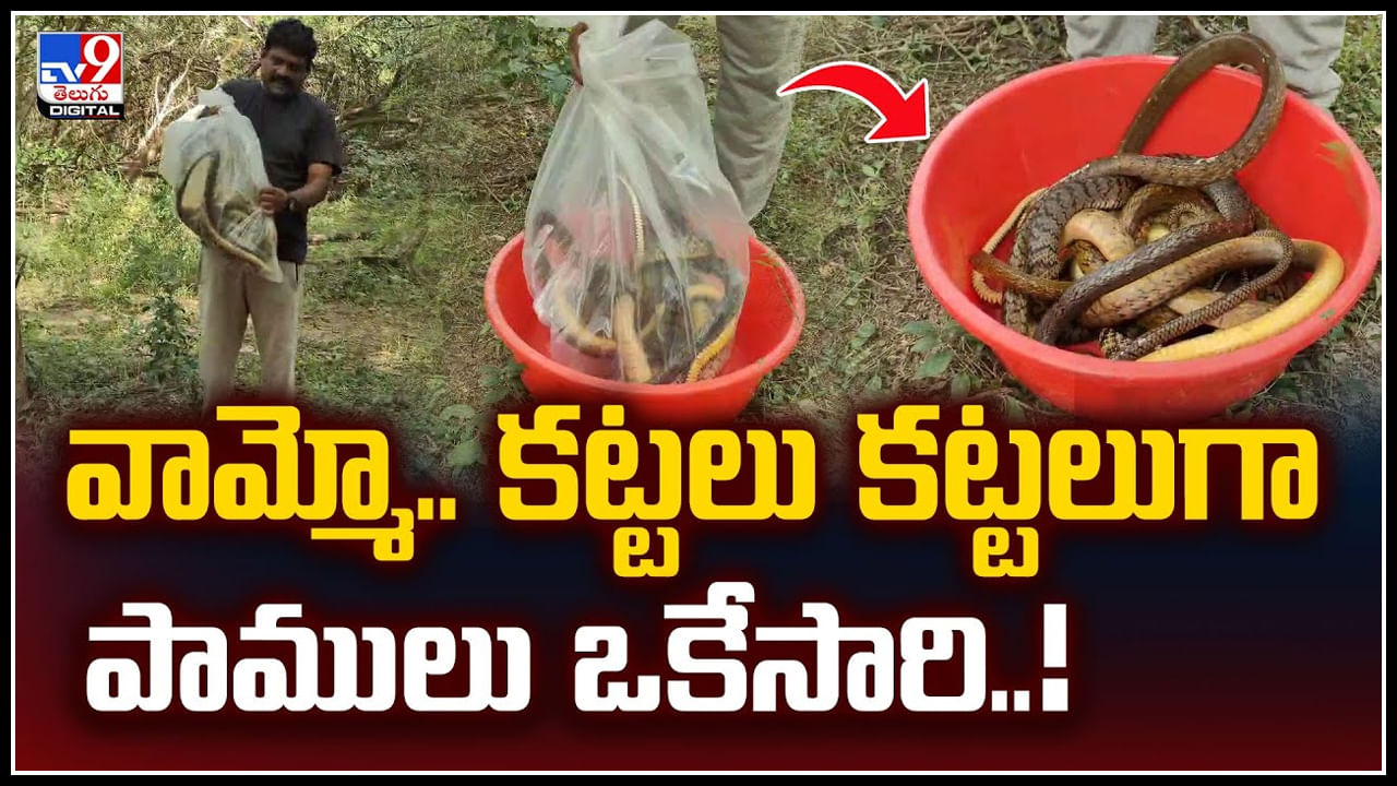 Viral Video: వామ్మో.. కట్టలు కట్టలుగా పాములు ఒకేసారి.! విశాఖ సిటీ షేక్..