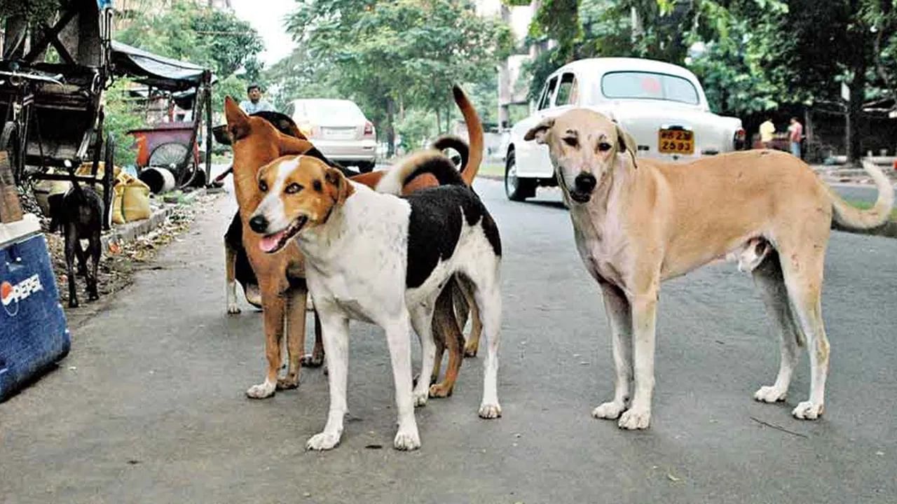 Viral Video: పార్క్‎లో ఆడుకుంటున్న వీధికుక్కలు.. నోట్లో ఉన్నది చూడగా అందరూ షాక్