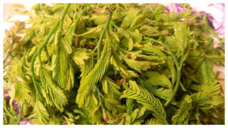 Health: గర్భిణీలు డ్రాగన్‌ ఫ్రూట్‌ తినొచ్చా.? నిపుణులు ఏమంటున్నారంటే..