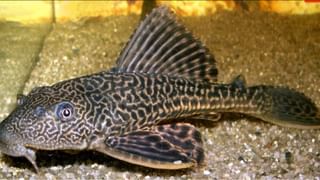 AP News: ఏపీలో వచ్చే 3 రోజుల వెదర్ రిపోర్ట్ ఇలా.. ఆ ప్రాంతాల్లో రెయిన్ అలెర్ట్