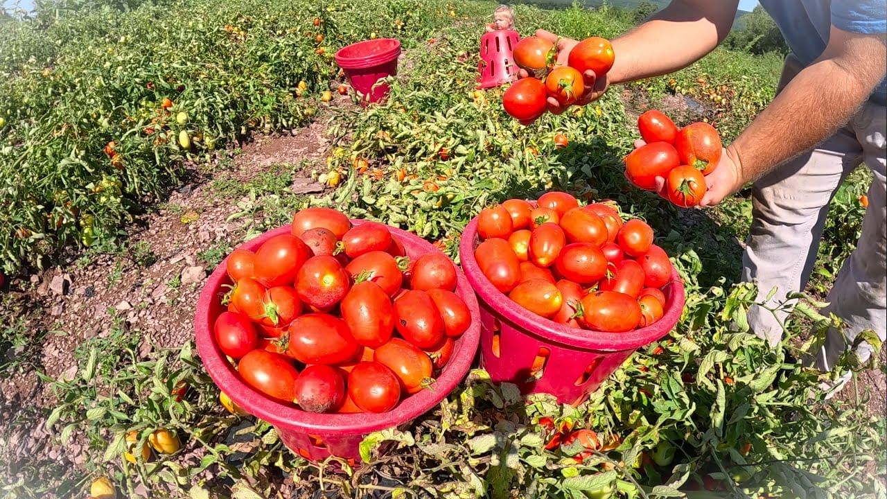 షుగర్ ఉన్నవారు ఏది పడితే అది తినకూడదు. ఆహారం కూడా చాలా లిమిట్‌గా తీసుకుంటూ ఉండాలి. లేదంటే షుగర్ పెరిగే అవకాశాలు ఎక్కువగా ఉన్నాయి. కాబట్టి కొన్ని రకాల ఆహారాలకు చాలా దూరంగా ఉండాలి.
