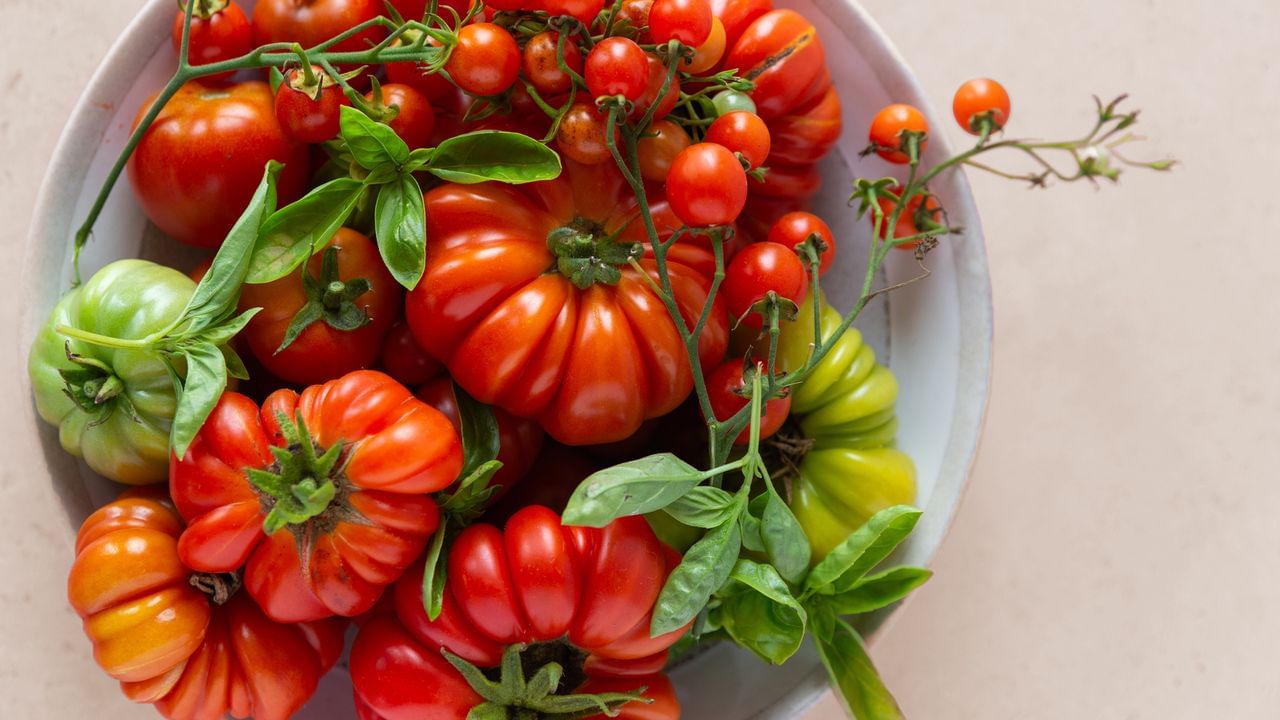 డయాబెటీస్‌తో ఉండే వారు ఎలాంటి డౌట్ లేకుండా టమాటాలు తీసుకోవచ్చు. టమాటాలను తీసుకోవడం వల్ల ఇన్సులిన్ స్థాయిలు అనేవి నిర్వహించేందుకు హెల్ప్ అవుతుంది. వీటిల్లో గ్లైసెమిక్ ఇండెక్స్ తక్కువగా ఉంటుంది.
